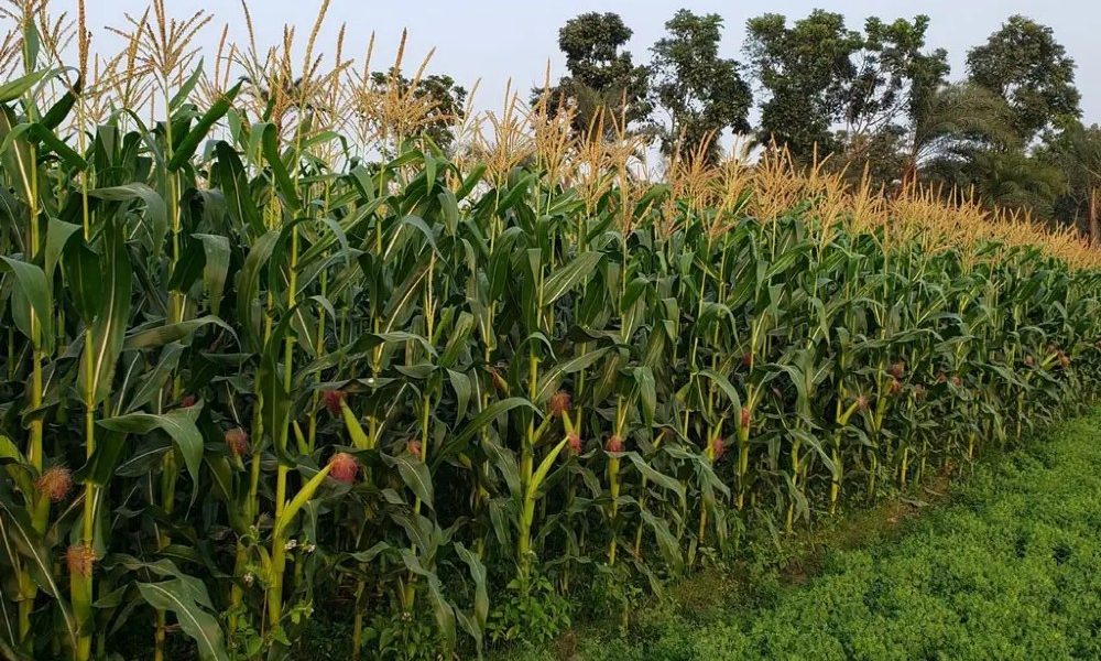 Revolutionizing Maize Farming: New Enhanced Maize Seeds to Boost Yields ...