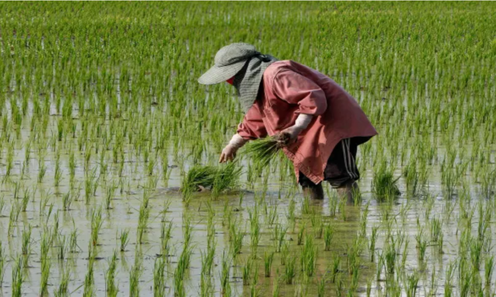nurture.farm kickstarts its Sustainable Rice Program for Rabi'23 ...