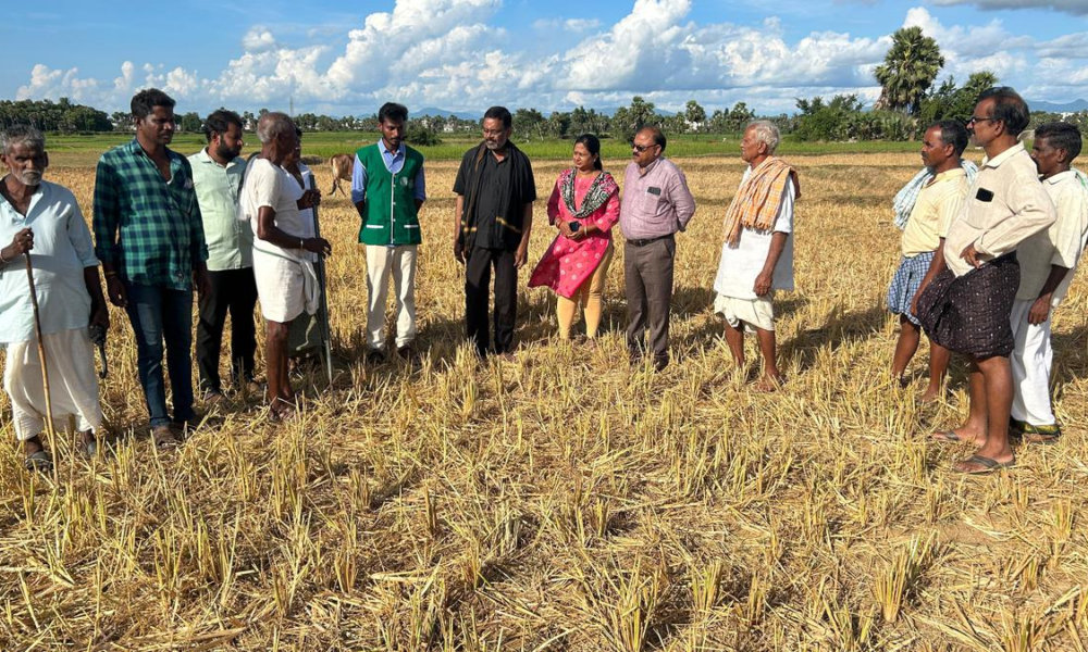 Dry spell hits paddy crop in Vizianagaram district - AgriInsite