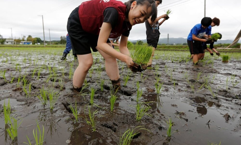 Climate change, chalky grains and the risks for Japan’s rice farmers ...