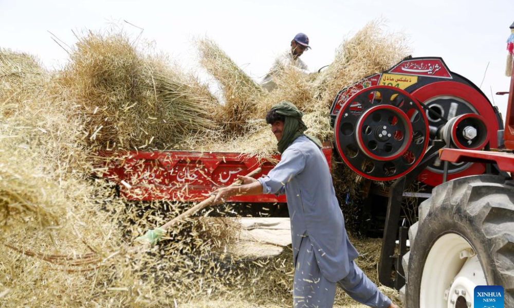 Feature Chinese agricultural technology transforms oilseed harvesting