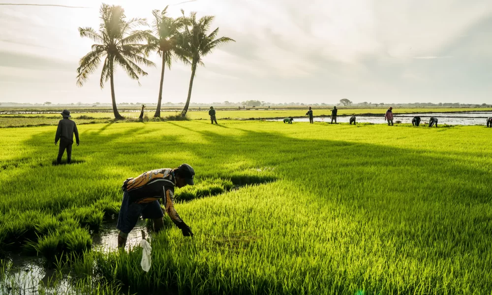 Singapore : Project by Singapore lab to cultivate rice sustainably wins ...