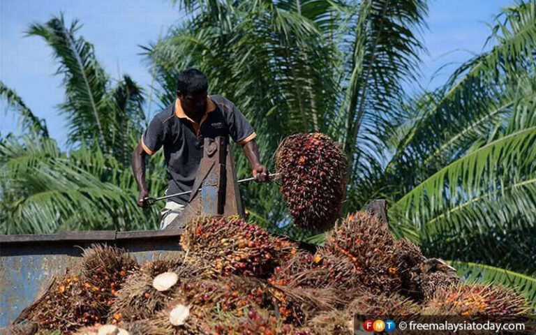 oil palm cultivation business plan