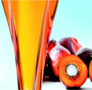 Palm oil price forecast and production outlook 2026 - AgriInsite
