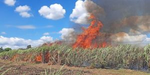 USA : Why are sugarcane fields burned? - AgriInsite