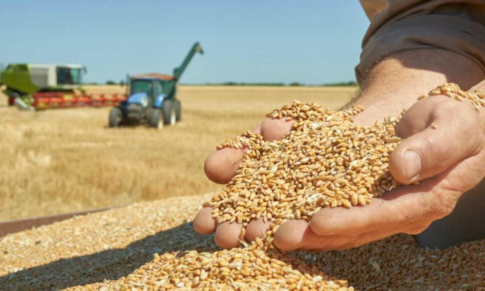 India set for record wheat harvest after favourable weather boosts ...