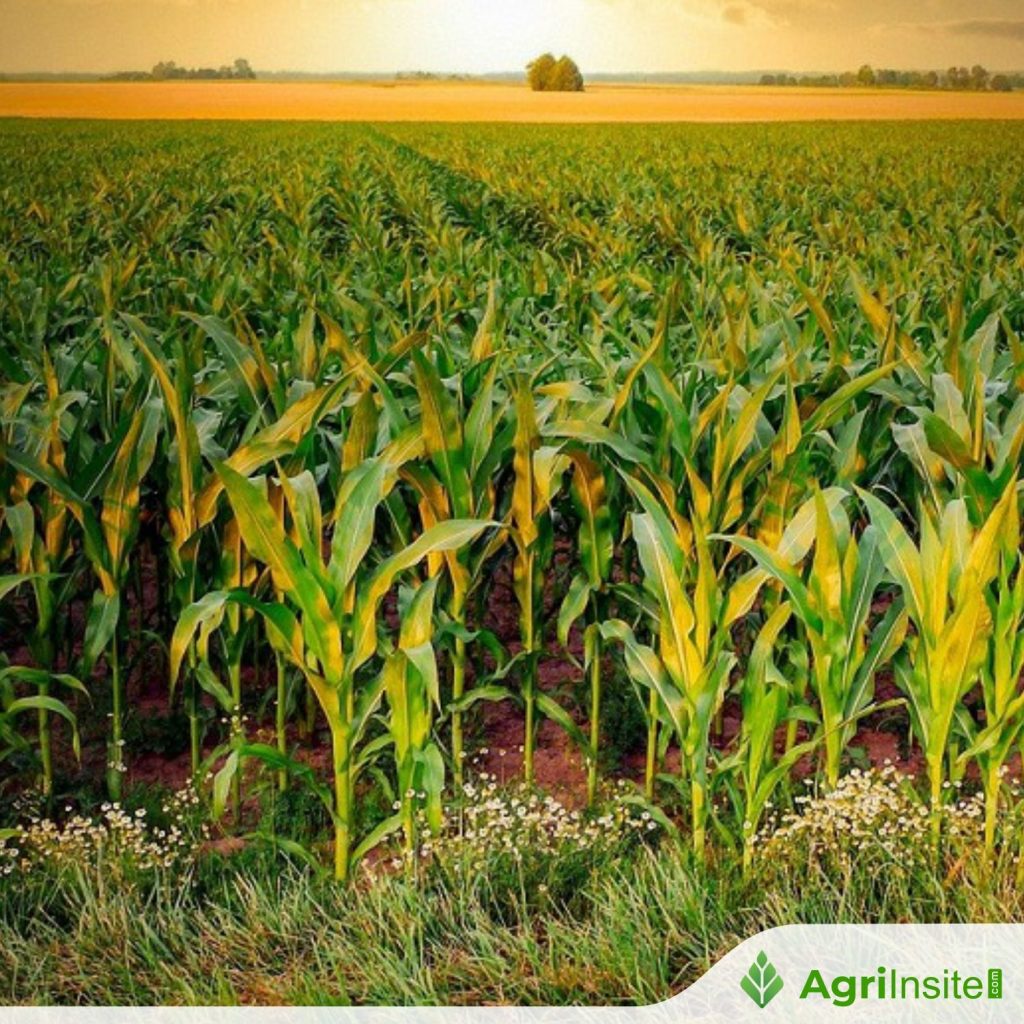 Imported Rice Implementation Karnataka govt launches Market Intervention Scheme for maize farmers ...