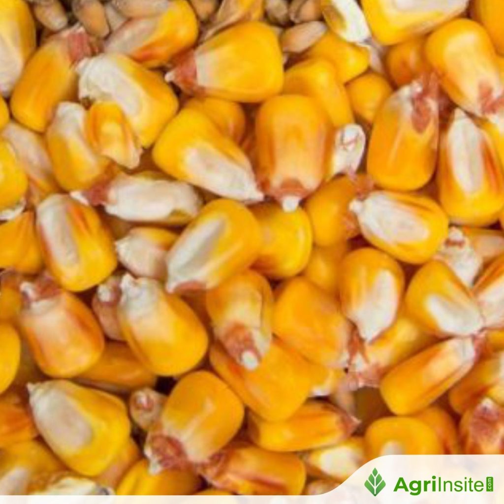ICAR-IIMR launches its own branded maize seeds, expands nationwide ...