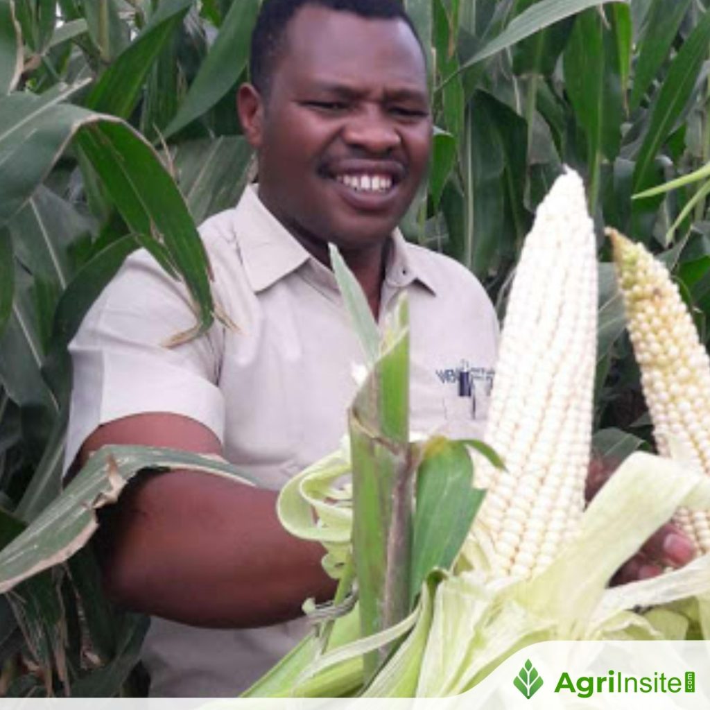 Philippine : NFA to start buying white, yellow corn in 2026 – DA ...