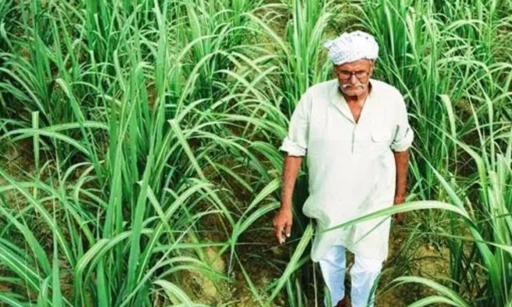 Season 2023-24: Sugarcane crushing operations near conclusion; sugar ...