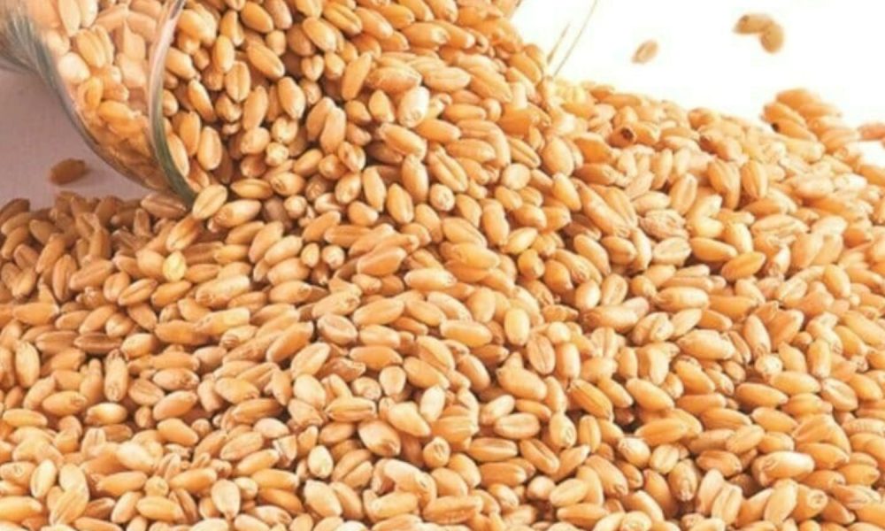 USDA lifts 2025-26 global wheat stocks forecast as higher output ...