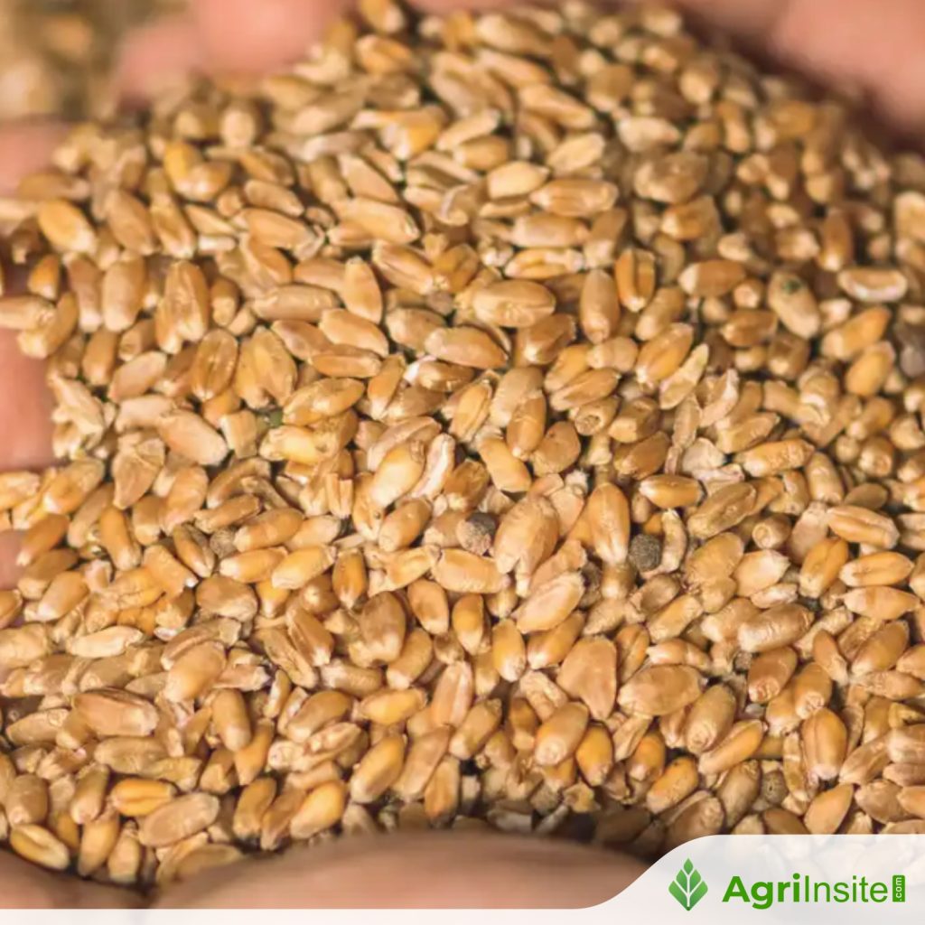 Export Comment Ukraine exhausts its wheat export quota to the EU - AgriInsite
