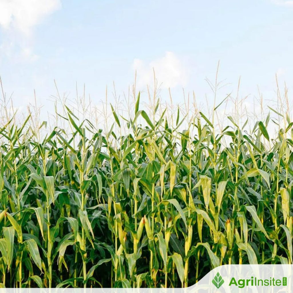south-african-maize-harvest-decline-raises-concerns-agriinsite