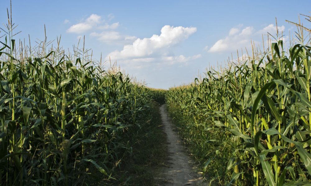 UK forage maize area increased significantly in 2024 - AgriInsite