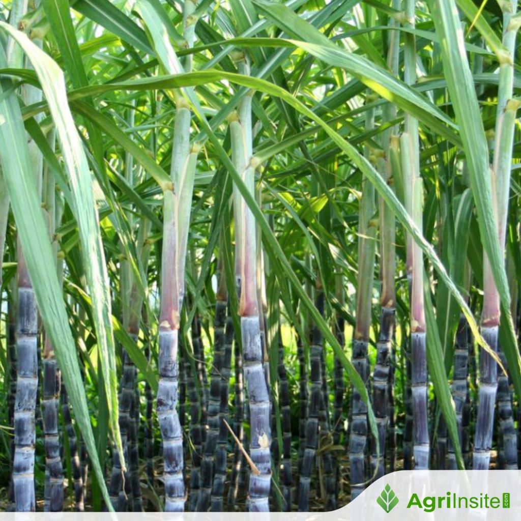 Cane variety with 14 pc sugar recovery rate can add Rs 25k cr to ...
