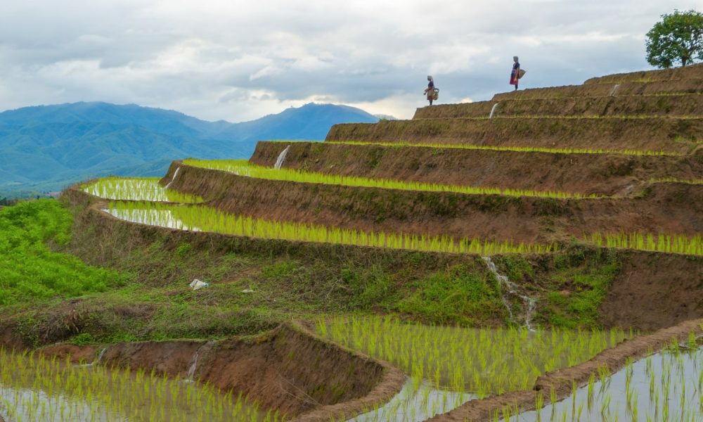 Indonesia : Gov't to restore 98,000 hectares of damaged rice fields in ...