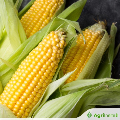 Maize Mandi Rate Today (25 March 2025)