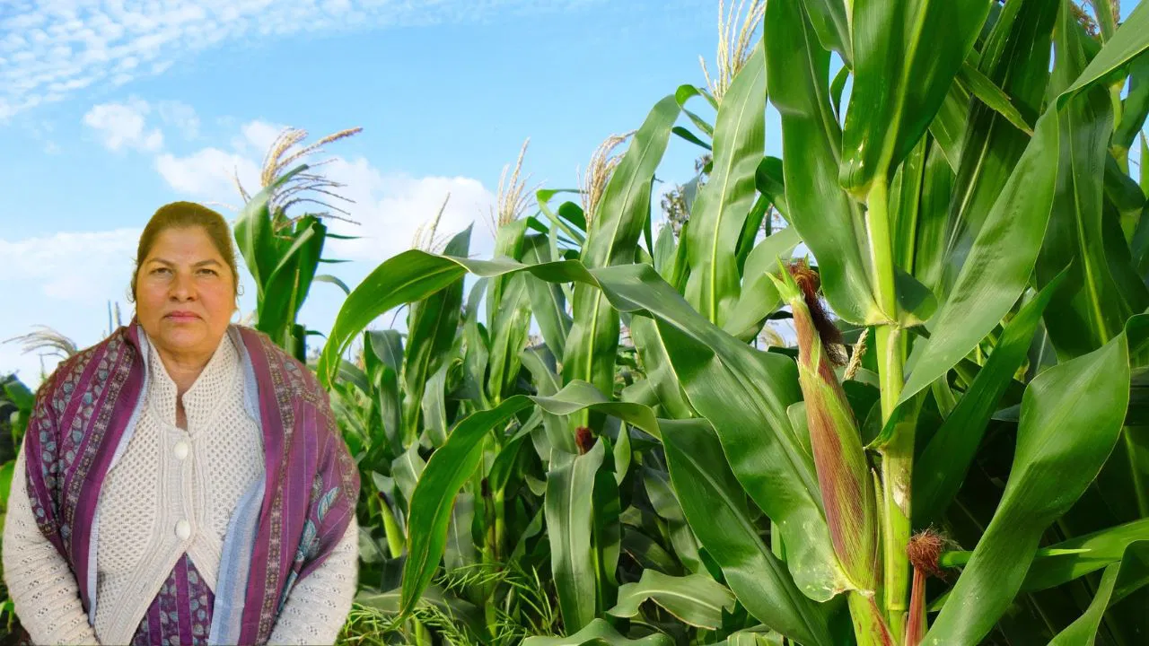 Punjab Woman Farmer Boosts Maize Yield to 20 Quintals Per Acre with Modern Practices and Improved Seeds