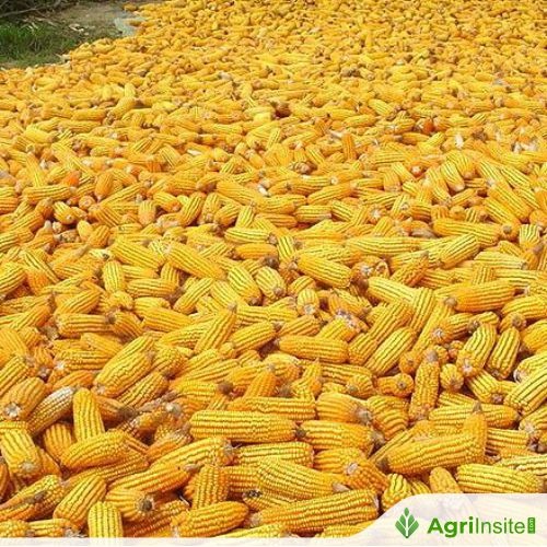 Pakistan : Rafhan Maize announces major expansion to boost production & exports